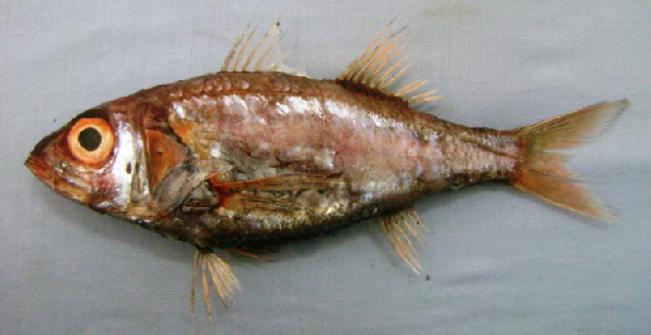 File:Acropoma japonicum.png