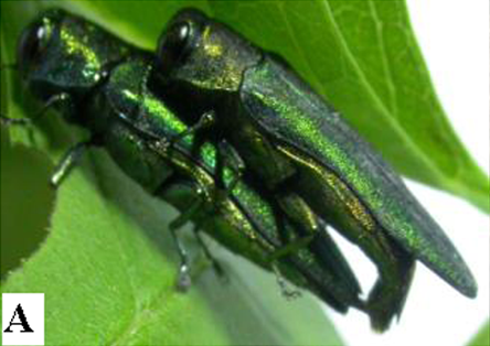 File:Agrilus planipennis mating.png