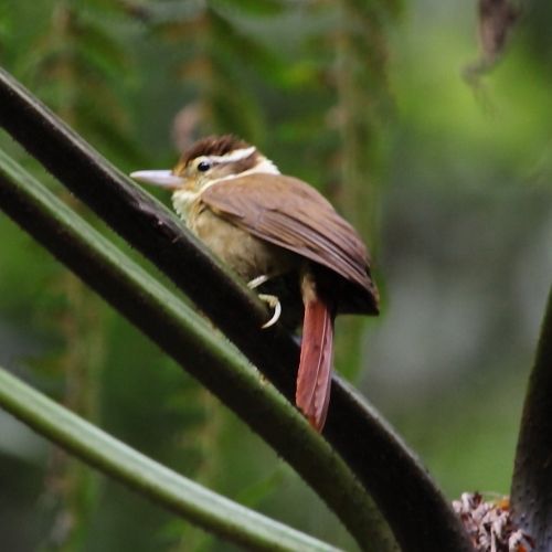 File:Anabazenops fuscus - White-collared Foliage-gleaner.jpg