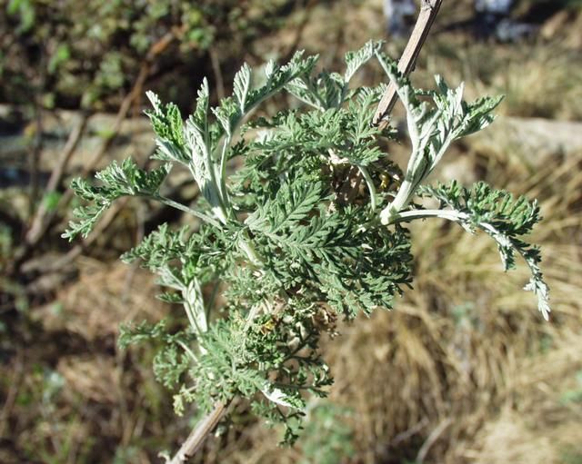 File:Artemisia afra 07102003 Afrique du sud 3.jpg