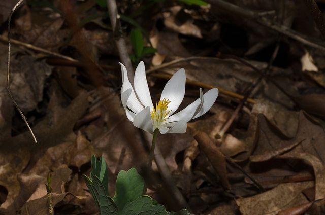 File:Bloodroot 640 424.jpg