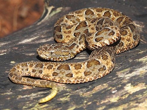 File:Bothrops neuwiedi.jpg