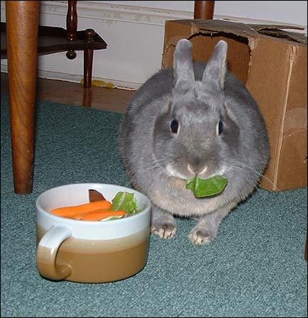 File:Bucky eating greens.jpg