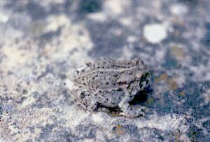 File:Bufo.woodhousii.jpg