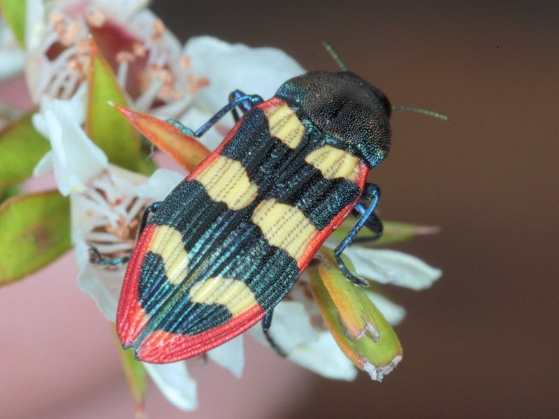 File:Castiarina punctatosulcata.jpg