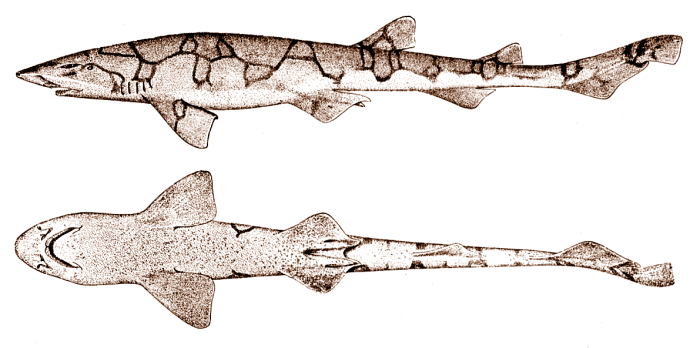 File:Chain catshark.png