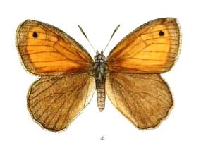 File:ChortobiusNeoza104 4.jpg