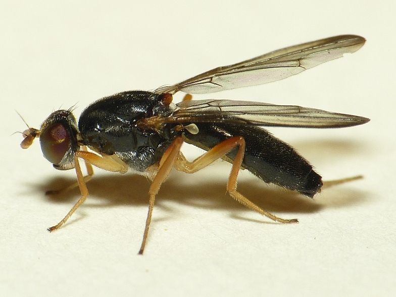 File:Chyliza leptogaster.jpg