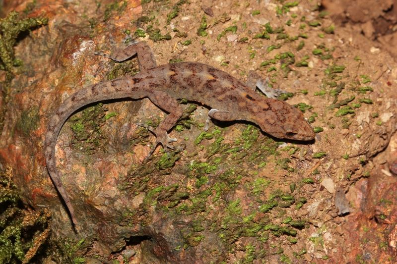 File:Cnemaspis ajijae Ajija’s Day Gecko..jpg