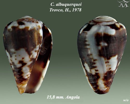 File:Conus albuquerquei 1.jpg