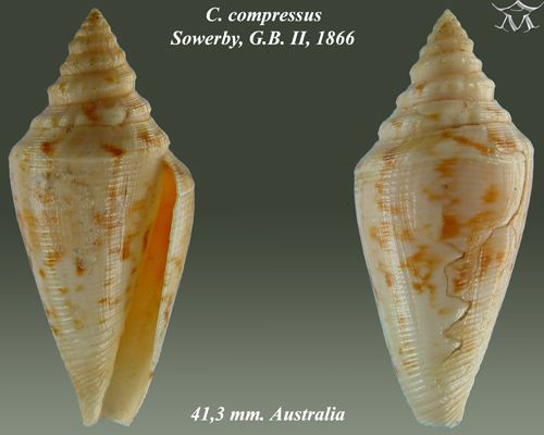 File:Conus compressus 3.jpg