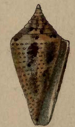 File:Conus granarius 001.jpg