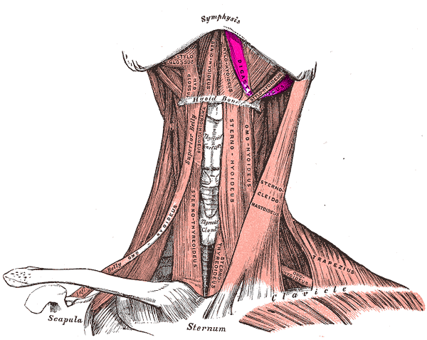 File:Digastric muscle.PNG