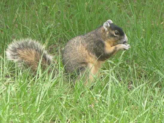 File:Fox Squirrel 2014 18.JPG