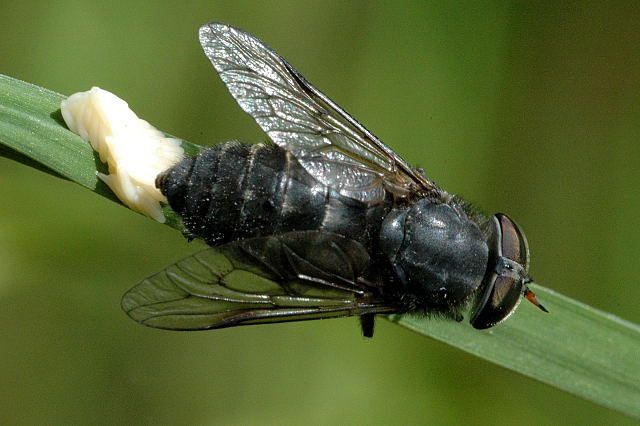 File:Hybomitra.micans.female.laying.eggs.jpg