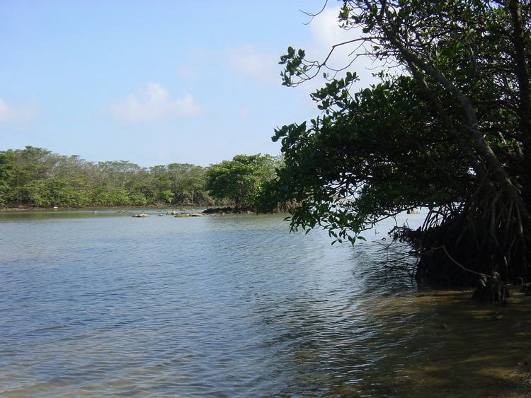 File:Mangrove of Miyara River.jpg