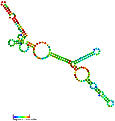 File:Metazoan U3 secondary structure.png