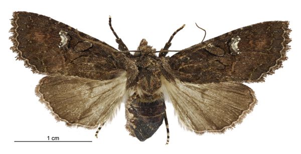 File:Meterana vitiosa female.jpg