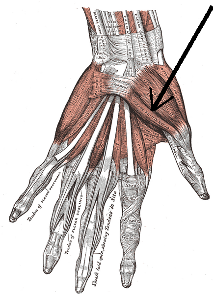 File:Musculusflexorpollicisbrevis.png