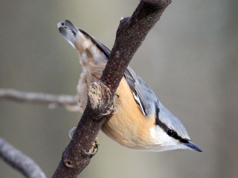 File:Nuthatch (Sitta europaea) (13).JPG