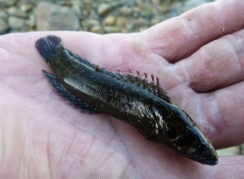 File:Olive rockfish.jpg