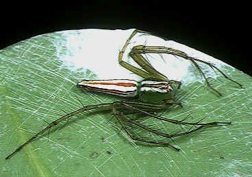 File:Oxyopes.macilentus.female.with.eggsac.-.tanikawa.jpg