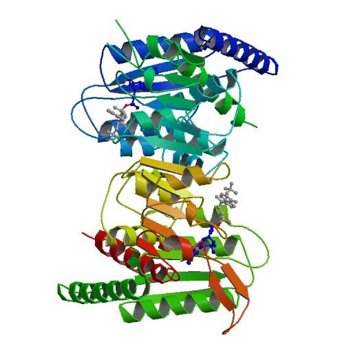 File:PBB Protein MTHFD1 image.jpg