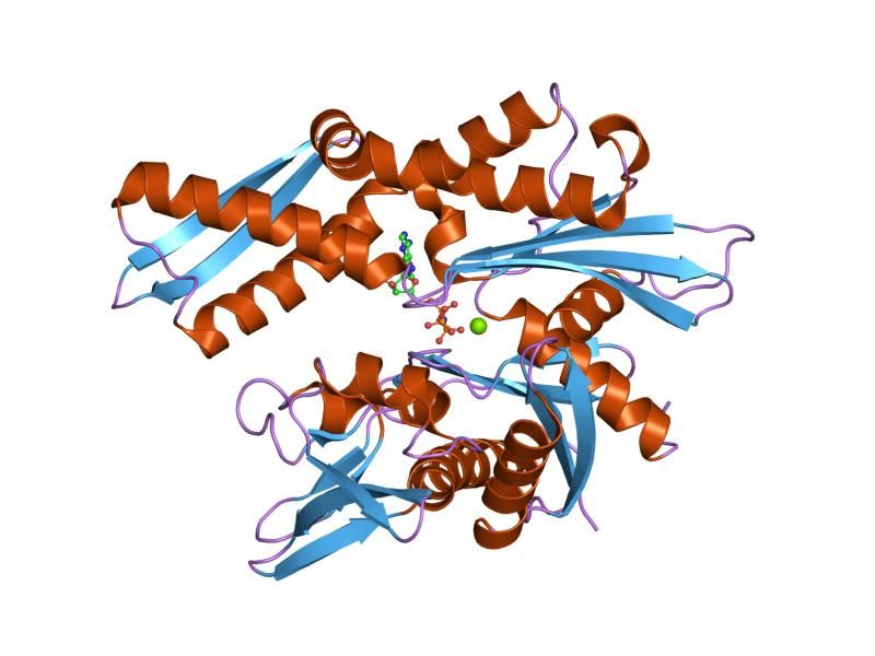 File:PDB 1ngj EBI.jpg