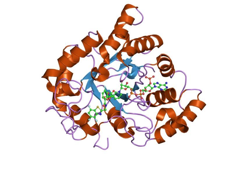 File:PDB 1t41 EBI.jpg