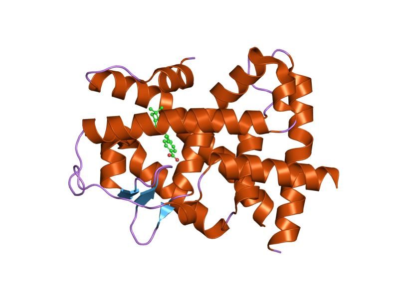 File:PDB 1xap EBI.jpg