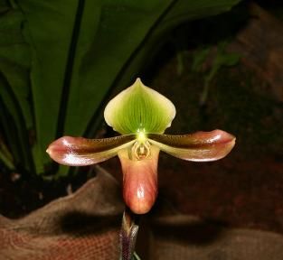 File:Paphiopedilum mastersianum 1.jpg