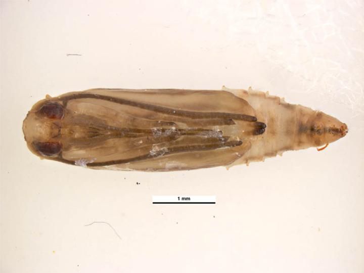 File:Plutella xylostella pupa dorsal.jpg