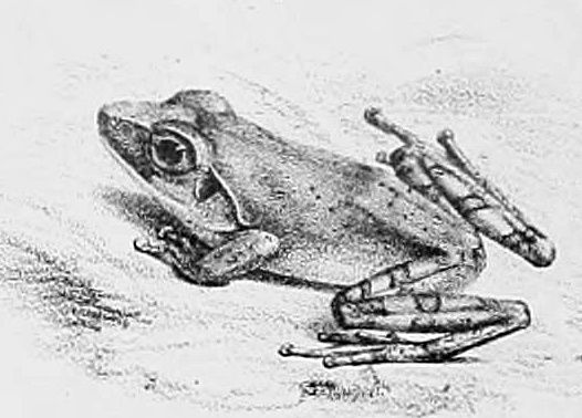 File:Pseudophilautus temporalis.jpg