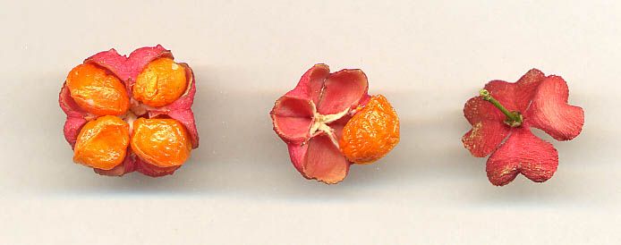 File:Spindle fruit.jpg