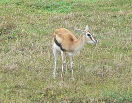 File:Thompson's Gazelle.jpg