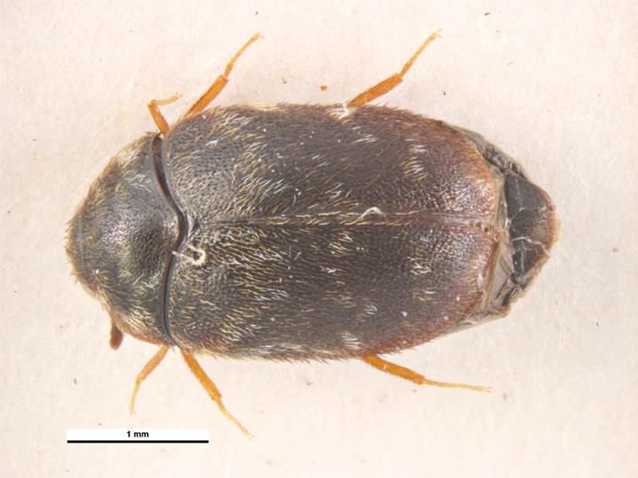 File:Trogoderma glabrum.jpg