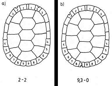 File:Turtle marking.jpg