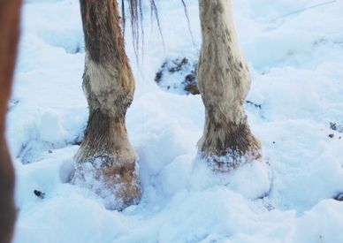 File:Winter horse hooves (5909760691).jpg