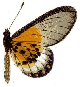 File:Acraea obeira m.JPG