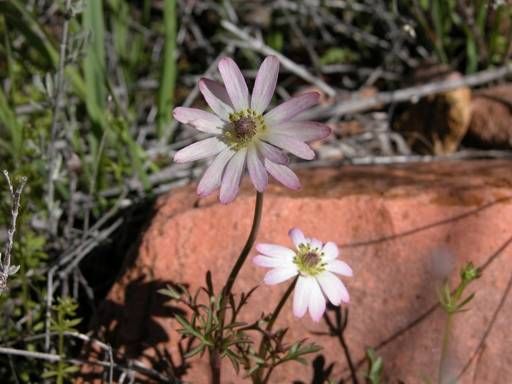 File:Anemonetuberosa.jpg