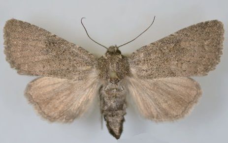 File:Aseptis ethnica female.jpg