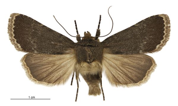 File:Bityla sericea female.jpg