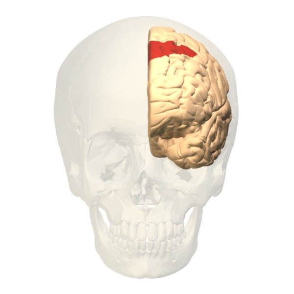 File:Brodmann area 8 frontal.jpg