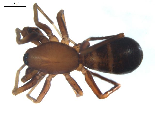 File:Castianeira trilineata m.jpg