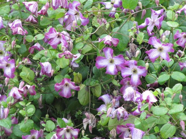 File:Clematis Minuet.jpg