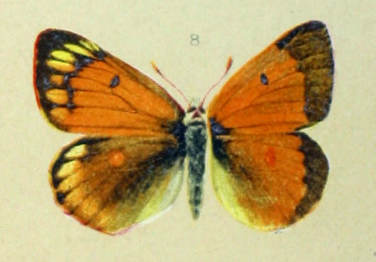 File:Colias hecla sulitelma (Spuler).png