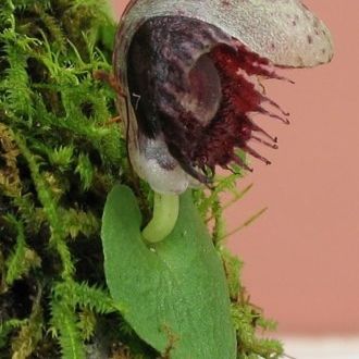 File:Corybas pruinosus.jpg