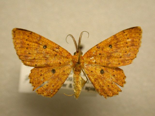 File:Cyclophora ferruginata.jpg