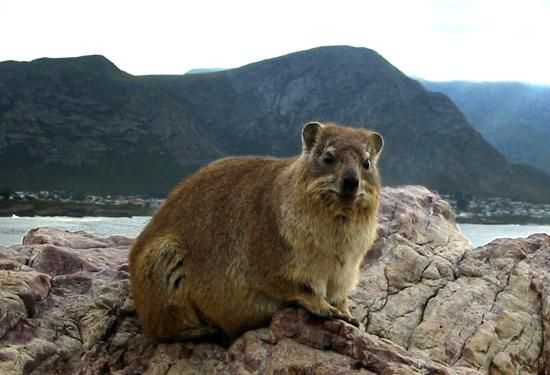 File:Dassie rat on rock.jpg