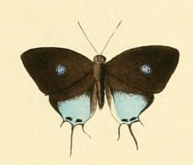 File:Drupadia scaeva.JPG